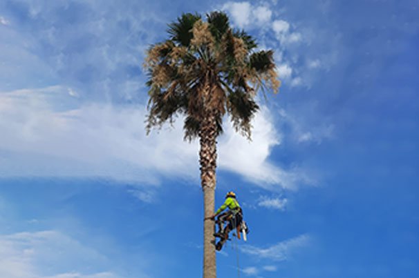 a1 a1